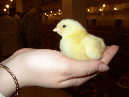 ��������� "������"